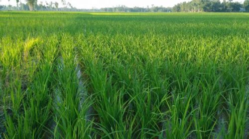 ফুলবাড়ীতে লোকসানের শঙ্কা নিয়ে চলছে আমন চাষাবাদ