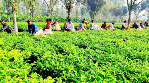 ধান-লিচুর দেশে স্বপ্ন এখন সমতলের চা চাষে