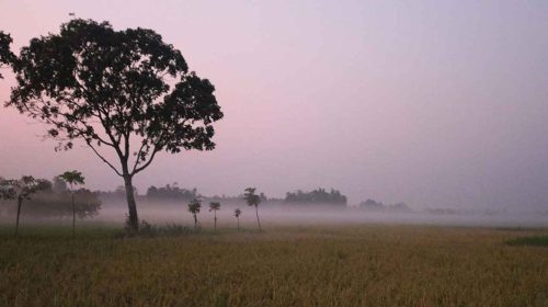winter weather29 শীত কুয়াশা