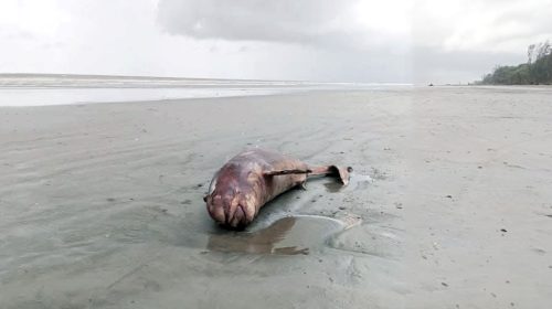 কুয়াকাটা সৈকতে ভেসে এলো মৃত ইরাবতী ডলফিন