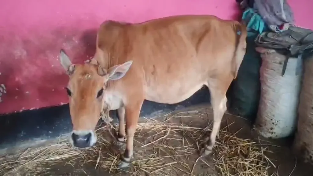 সুদের টাকার জন্য বিধবার গাভী নিয়ে গেলেন দাদন ব্যবসায়ী